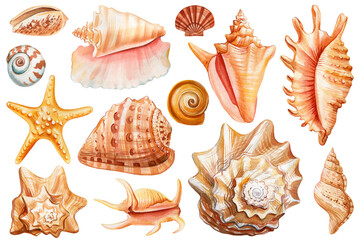 Set Seashells on isolated white background, watercolor painting illustration sea shells clipart for print, card, design - 796578317