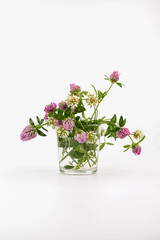 Red clover on white background in close up. Red clover is a clowering plant used in traditional medicine.