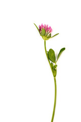 Red clover on white background in close up. Red clover is a clowering plant used in traditional...