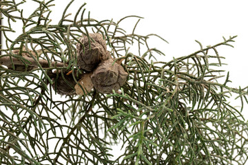 Branch of green thuja on a white background