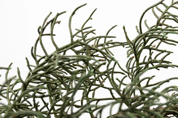 Branch of green thuja on a white background