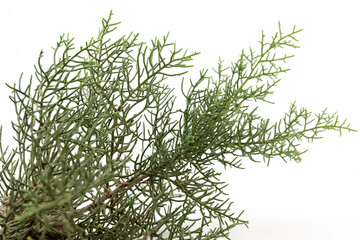Branch of green thuja on a white background