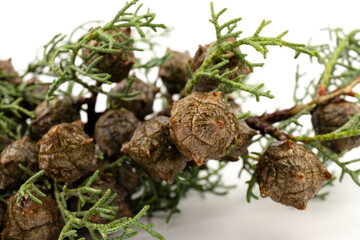Branch of green thuja on a white background