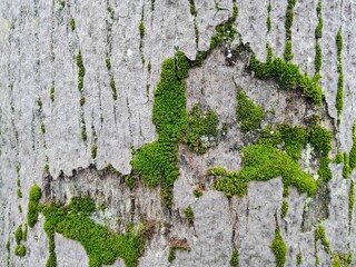 Moss texture on wooden background perspective close-up. Green mossy wall decoration of reindeer lichen pattern. Macro of grass color natural moss floor grows in forest tree for interior, copy space. - Powered by Adobe