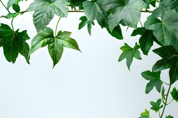 Isolated green leaves of Javanese treebine or grape ivy plant on white background. Concept Botanical Photography, Leaf Patterns, White Background, Nature Detail, Tropical Foliage