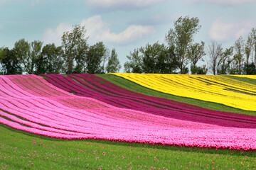 Tulip fields near Magdeburg in Saxony-Anhalt, Germany