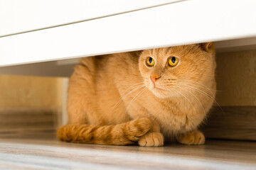 the cat hides under the closet from people.