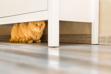 the cat hides under the closet from people - obrazy, fototapety, plakaty