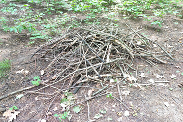 Pile of old branches in the forest.