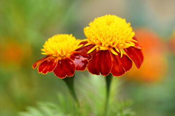 Flowers Marigolds. Side view. High resolution photo. Selective focus.