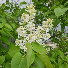 white lilac flowers