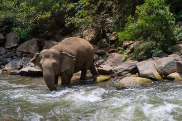 Wild elephants crossing a clear river in summer