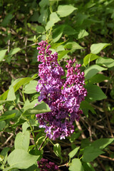 pink,lila and white flowers of lilac bush at spring