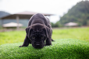Selective focus, cute black pitbull mix puppy on green artificial grass