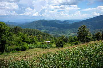 Beautiful green high-angle landscape From the corn fields on the mountain Completely forested mountains, clear sky