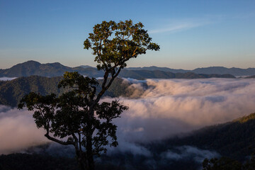 Obraz premium The perfect mountain landscape of the rainforest. Dense white mist, lush green forest, clear sky.