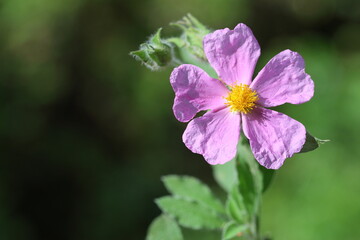 Cistus creticus is a species of shrubby plant in the family Cistaceae. 