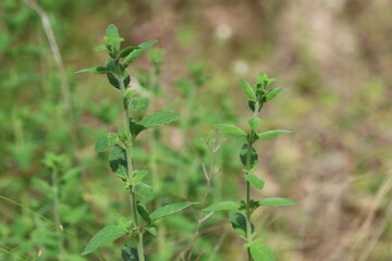 Wild thyme species in nature