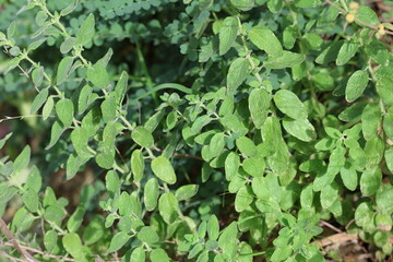 Wild thyme species in nature