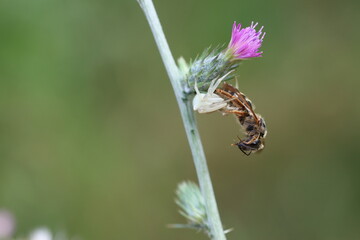 crap spider hunted a bee