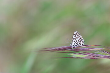  Little Tiger Blue (Tarucus balkanicus) butterfly in spring