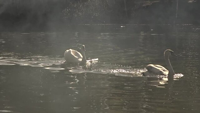 swan on the lake