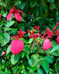 View of beautiful flower that will bloom with a combination of green and red leaves in the garden with blur background. Mussaenda flowers blossoms.
