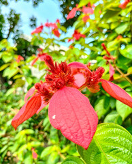 View of beautiful flower that will bloom with a combination of green and red leaves in the garden with blur background. Mussaenda flowers blossoms.
