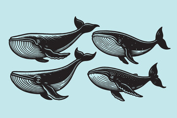 Whale. Whales. Set. Vintage retro engraving illustration. Black icon, logo, label. isolated element