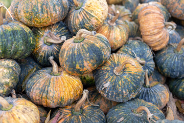 selective focus green and yellow pumpkins in a pile in a fruit shop This type of pumpkin has firm,...
