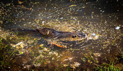 Shot of the muskrat by the bank of the river. Wildlife