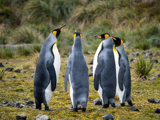 pinguin, bird, tier, antarktis, pinguin, südpol, wildtier, shooting, wildlife, wild lebende tiere,...