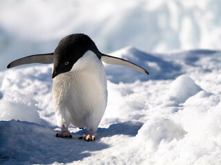 pinguin, bird, tier, wild lebende tiere, natur, weiß, black, antarktis, humboldt, wild, erkältung, eis, tierpark, schnee, schnabel, meer, flugunfähig, hübsch, wasser, pinguin, ozean, polar, arctic, ko