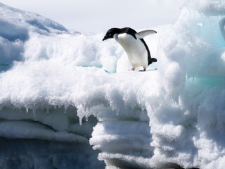 pinguin, bird, tier, wild lebende tiere, natur, weiß, black, antarktis, humboldt, wild,...
