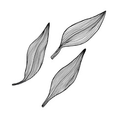 Hand drawn vanilla leaves. Three sheets on an isolated background in line art style. Orchid plant leaves drawn in ink