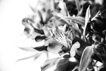 Mourning lily flowers bouquet. Black white abstract art photography funeral card design background....