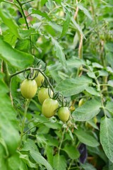 Tomatoes ripen on a branch in a greenhouse