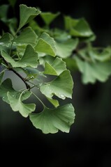 zielone liście Miłorzęba po deszczu © Anna_Naidiuk