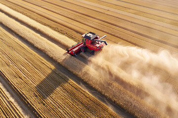 Witness the efficient harvest of wheat in a vast field, as a combine harvester operates, captured from a bird's eye perspective.