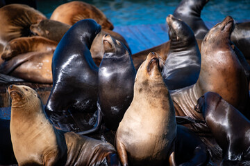 Portrait of Sea lions (Zalophus californianus) on a pier in San Francisco, California (USA). A colony of wild predators is a popular tourist attraction at Fisherman’s wharf. Relaxing eared seals. 