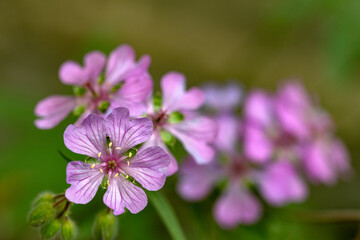 Obraz premium close up of a purple flower