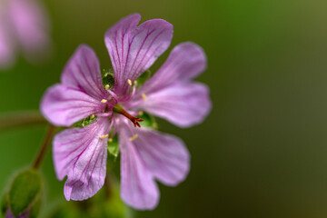 close up of a pink flower