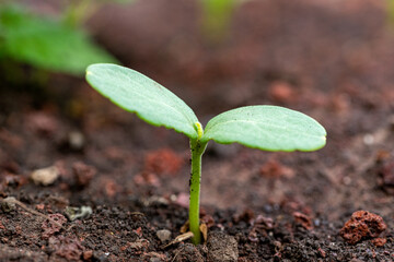young plant in soil