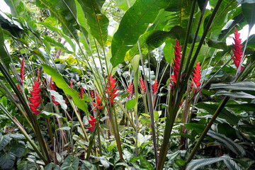Helikonien, Helikonia (Heliconia), Hummerschere, Hummerscheren, Falsche Paradiesvogelblume, Pflanze...