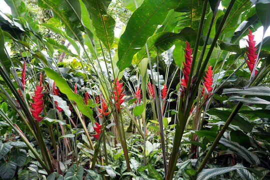 philodendron mc dowell Buy Philodendron McDowell ~ Rare Houseplant – AroidHouse main image 1