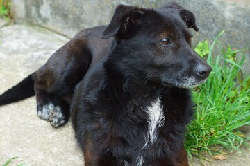 one old black with drooping ears beautiful friendly smart dog lies on gray concrete and looks on the street during the day