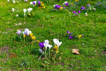 Blühende Krokusse im im Kurpark von Bad Orb (Hessen, Deutschland) 