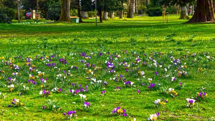 Blühende Krokusse im im Kurpark von Bad Orb (Hessen, Deutschland) 