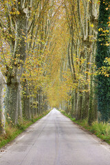Stunning country road lined with ancient plane trees in autumn. HDR image.