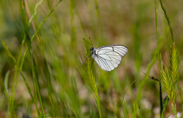 Black-veined White,Aporia crataegi, turkısh name alıç kelebeği